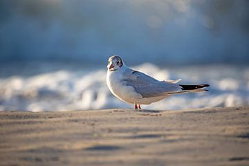 Fischland-Darß-Zingst: meeuw op het strand van t.ART