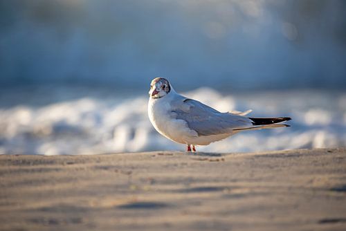 Fischland-Darß-Zingst: meeuw op het strand