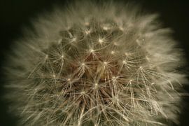 Sunshine von Kathleen Gouw