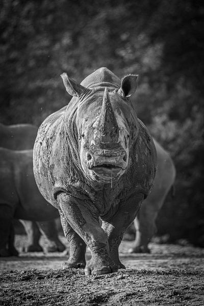 Rhino by Jaap Tempelman