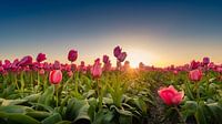 Champs de tulipes par Martijn Kort Aperçu