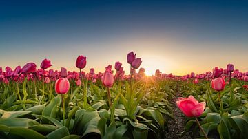 Tulip fields by Martijn Kort
