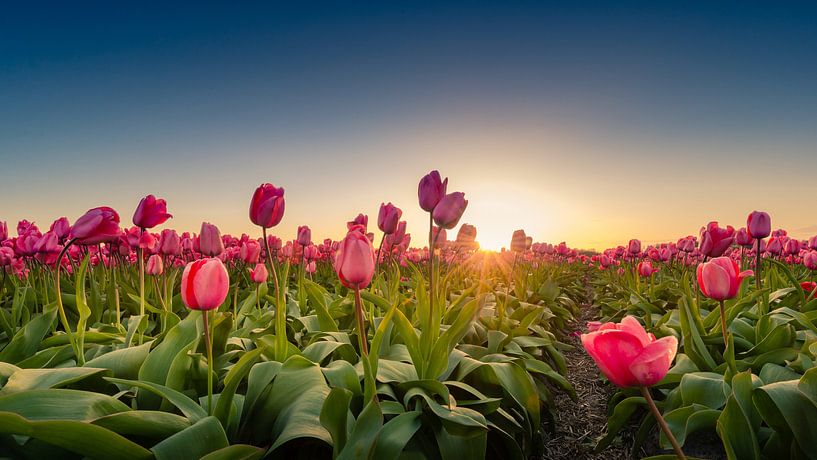 Tulpenfelder von Martijn Kort