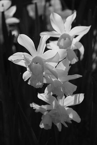 Witte Narcissen met achtergrondverlichting op zwart