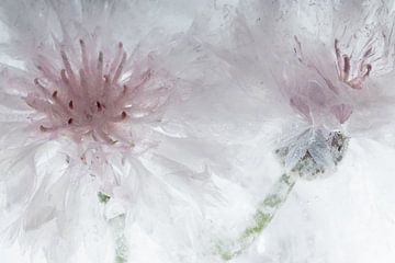 Witte korenbloemen in ijs 3 van Marc Heiligenstein