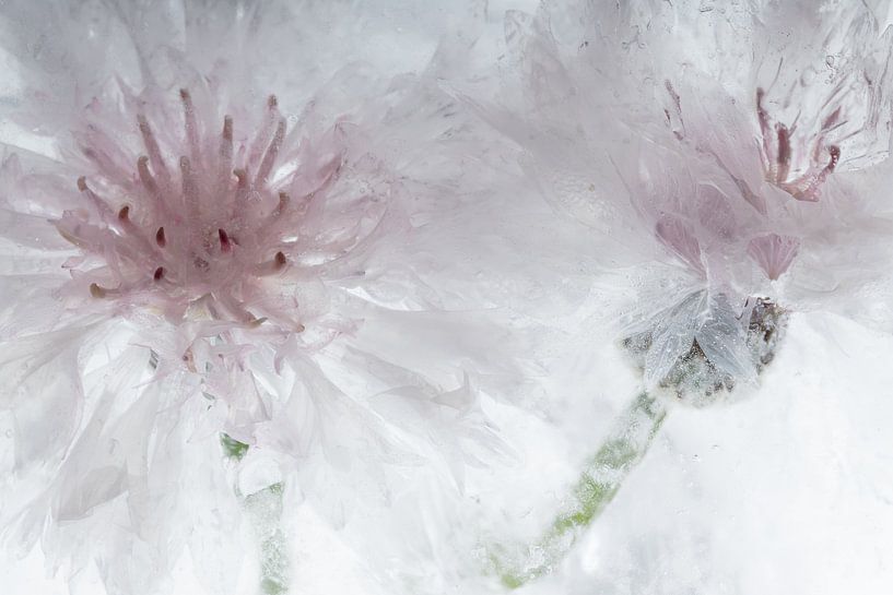 Weiße Kornblumen in Eis 3 von Marc Heiligenstein