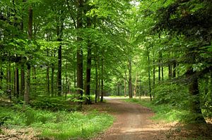 Forêt dans la verdure printanière
