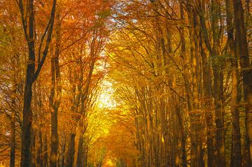 Vue dans une forêt de hêtres à l'automne sur Sjoerd van der Wal Photographie