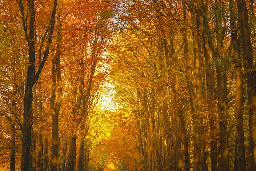 Blick in einen Buchenwald im Herbst von Sjoerd van der Wal Fotografie