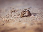 Here at the Gelderland coast by Cynthia Derksen thumbnail