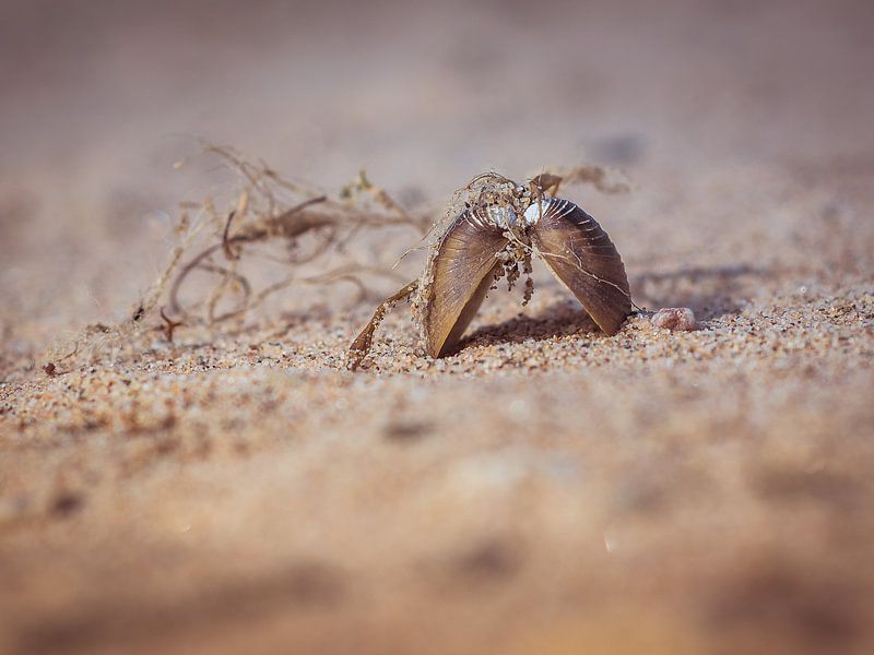 Here at the Gelderland coast by Cynthia Derksen