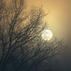 Mistige Winter Zonsopgang Boom
