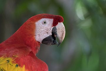 Scarlet macaw. by Tim Link