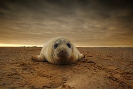 Young Grey Seal on the beach at sunset by Jeroen Stel