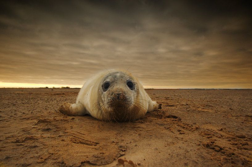 Junge Kegelrobbe am Strand bei Sonnenuntergang von Jeroen Stel