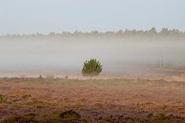 Un arbre solitaire dans un paysage brumeux au lever du soleil, dans des tons chauds.