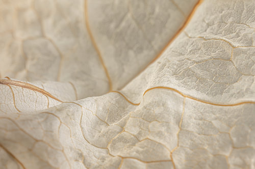 Fragiele structuur - Lijnen van de nerven van een blad van Marjolijn van den Berg