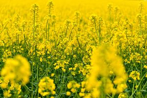 Canola or Rape Seed plants in a field during spring. by Sjoerd van der Wal Photography