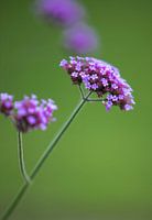 Purple Flowers Love