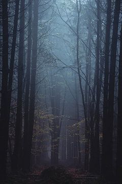 Photographie de forêt "l'éclatante" sur Björn van den Berg
