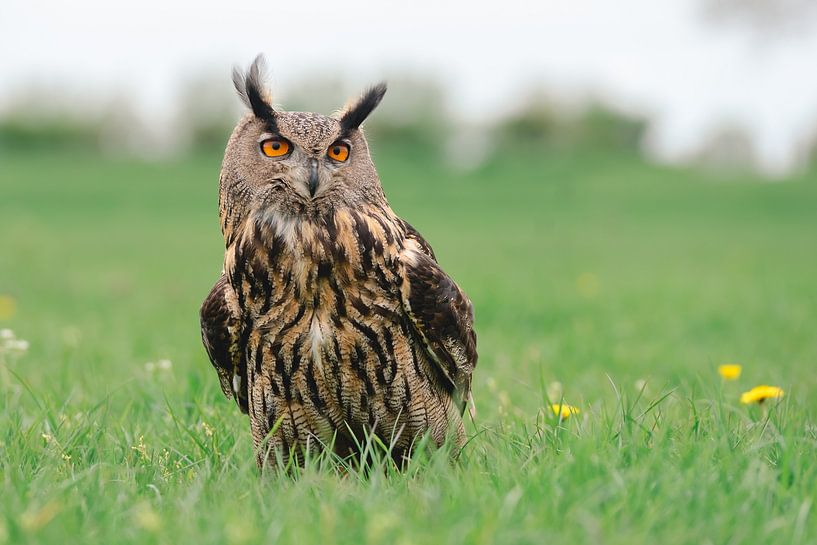 Owl close up in the grass - owl in the grass by Jolanda Aalbers