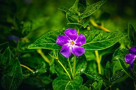 Groot groenblijvend van David Krause