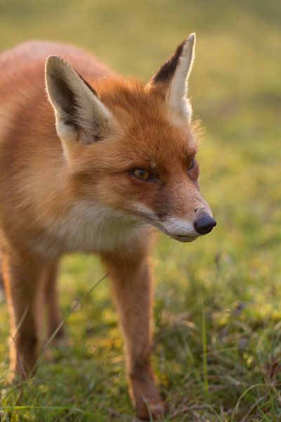 Fox by Hanneke Ruijterlinde