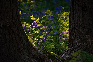 Entre les arbres