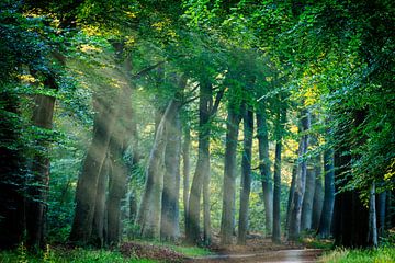 Forest path with sunbeams on the Utrecht Hill Ridge by Sjaak den Breeje