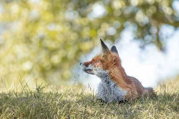 Renard rêveur sur Steffie van der Putten