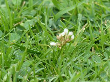 gras net na regen van Huub van Doorn