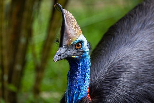 Cassowary by Jan Schuler