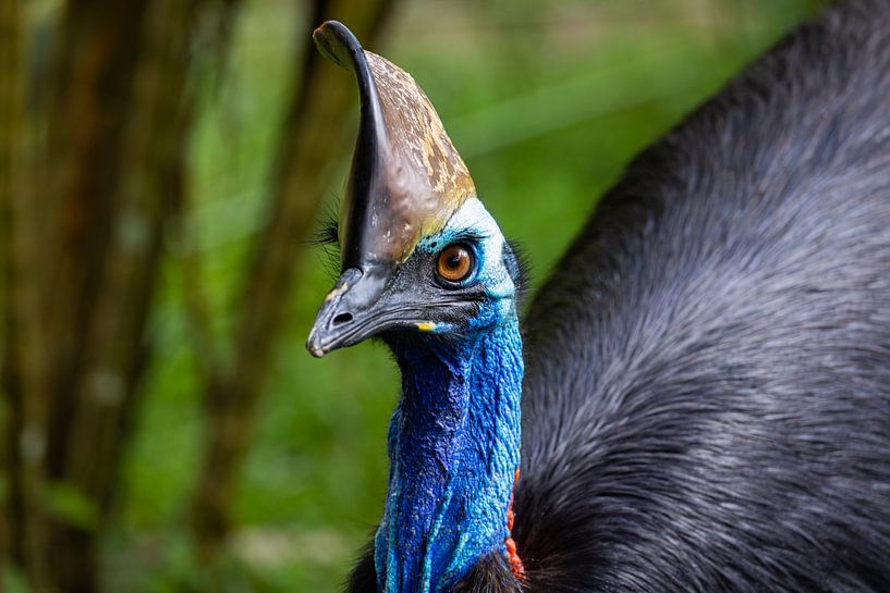 Cassowary by Jan Schuler