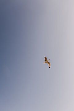 Zee meeuw van Roanna Fotografie