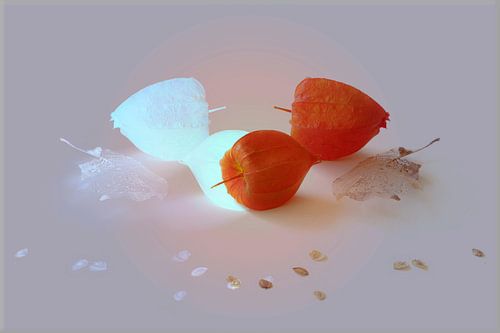 Lampionplant, stilleven minimal art