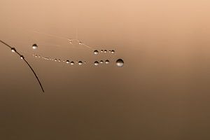 Waterdruppels aan spinnenweb 01 sur Moetwil en van Dijk - Fotografie