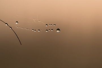 Waterdruppels aan spinnenweb 01 sur Moetwil en van Dijk - Fotografie