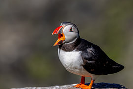 Papageitaucher (Fratercula arctica)