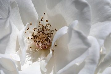 closeup van een witte roos van W J Kok