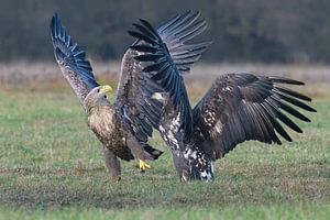 Ohne Ehrfurcht (Seeadler)
