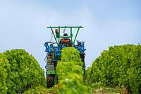 On the tractor in the vineyard