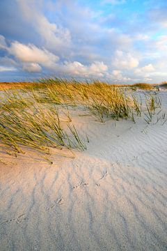 Vogelspoor in de duinen bij zonsondergang