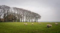 A bit of typical dutch, part two by Patrick Vischschraper thumbnail