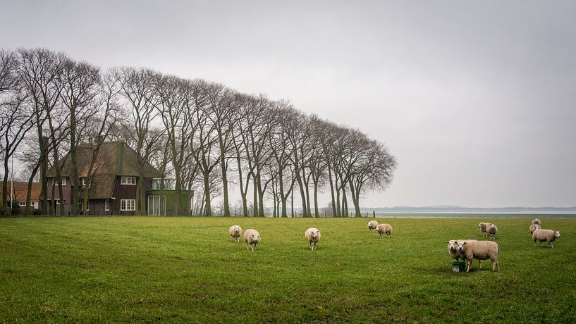 A bit of typical dutch, part two by Patrick Vischschraper