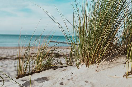 Herbe des dunes avec vue sur la mer