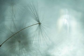 Waterdrop Morning Star with Rainbow by Nanda Bussers