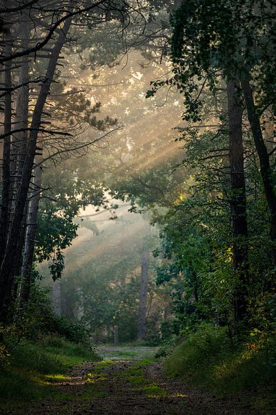 Des récoltes solaires dans la forêt par Marjolein van Roosmalen