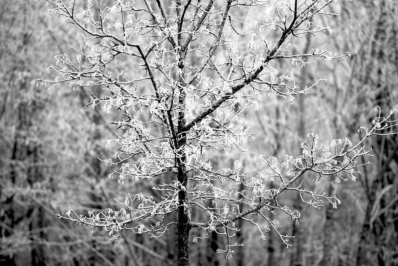 Wintertime by Thomas Jäger