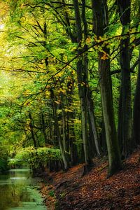 Schöne Natur im Herbst - Waldlandschaft