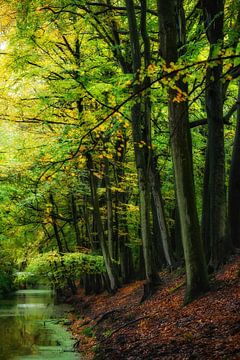 Schöne Natur im Herbst - Waldlandschaft von Chihong